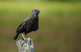 Anteater Chat