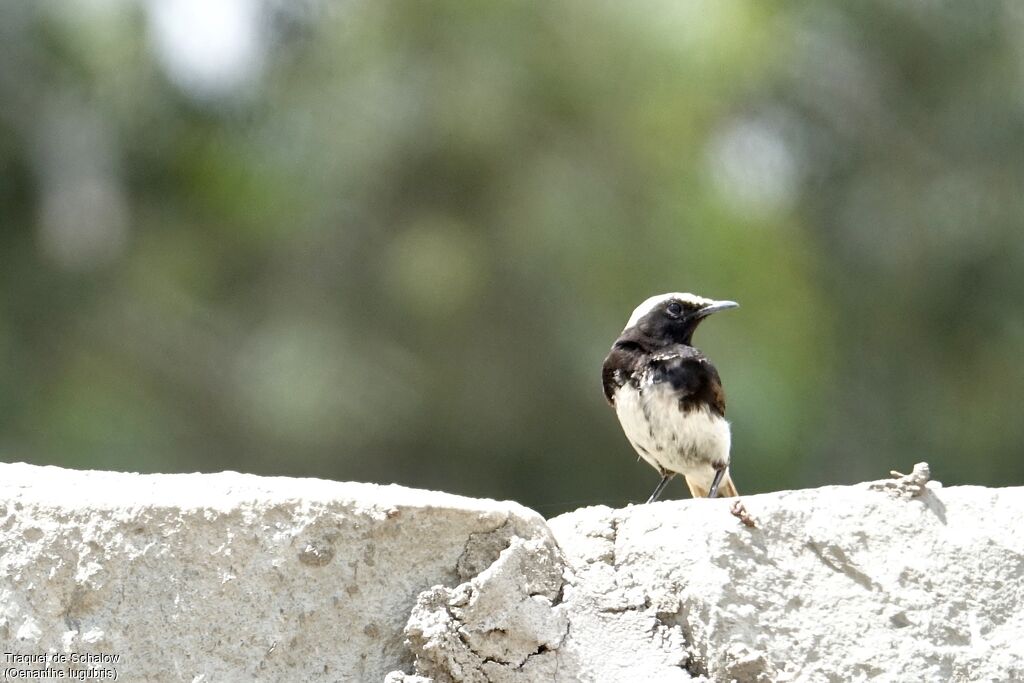 Abyssinian Wheatear