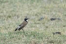 Capped Wheatear