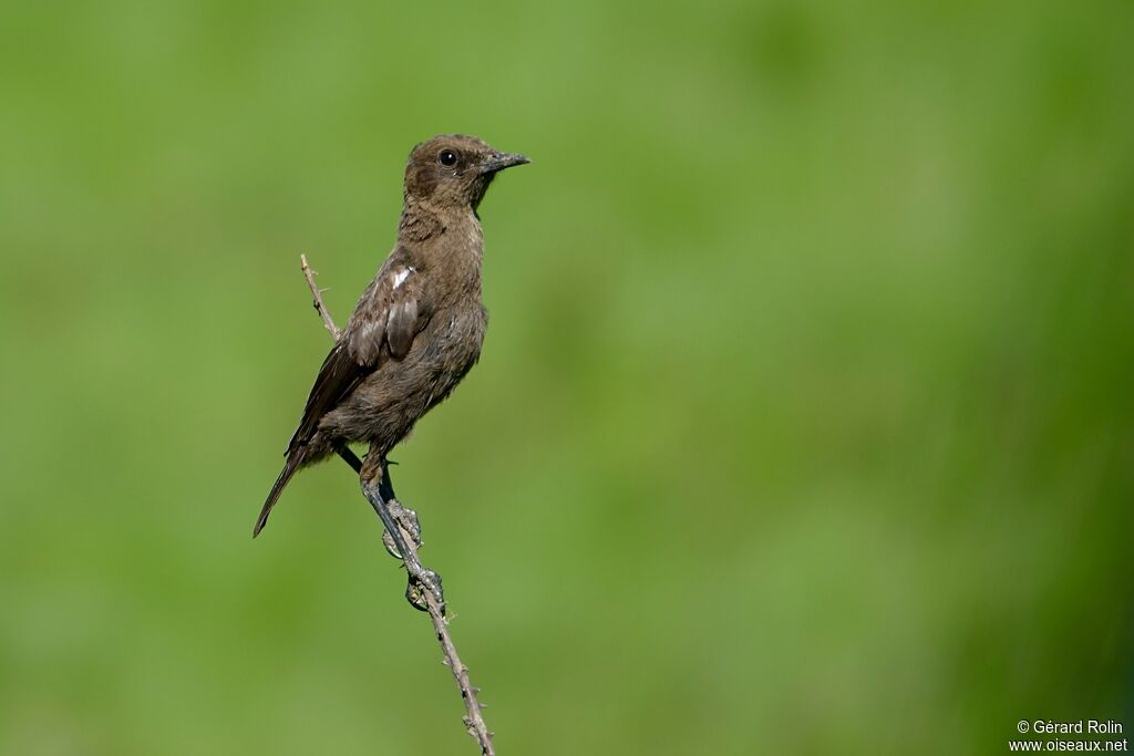 Ant-eating Chat