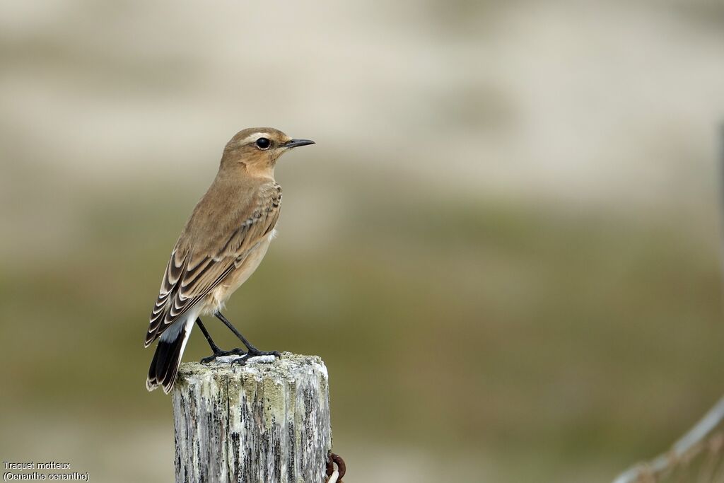 Northern Wheatear