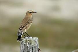 Northern Wheatear