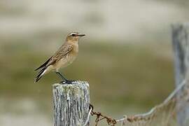 Northern Wheatear