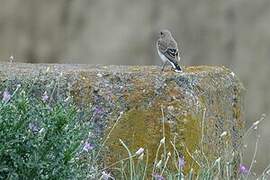 Pied Wheatear