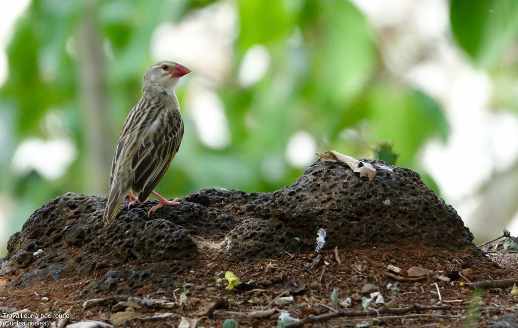 Red-billed Quelea