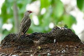 Red-billed Quelea