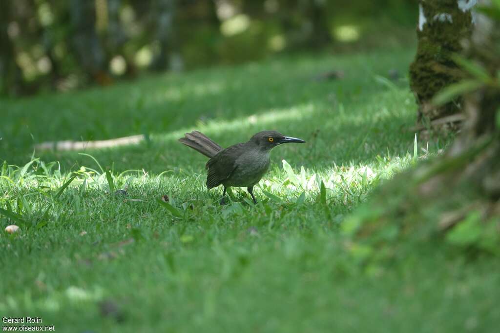 Grey Trembleradult, identification