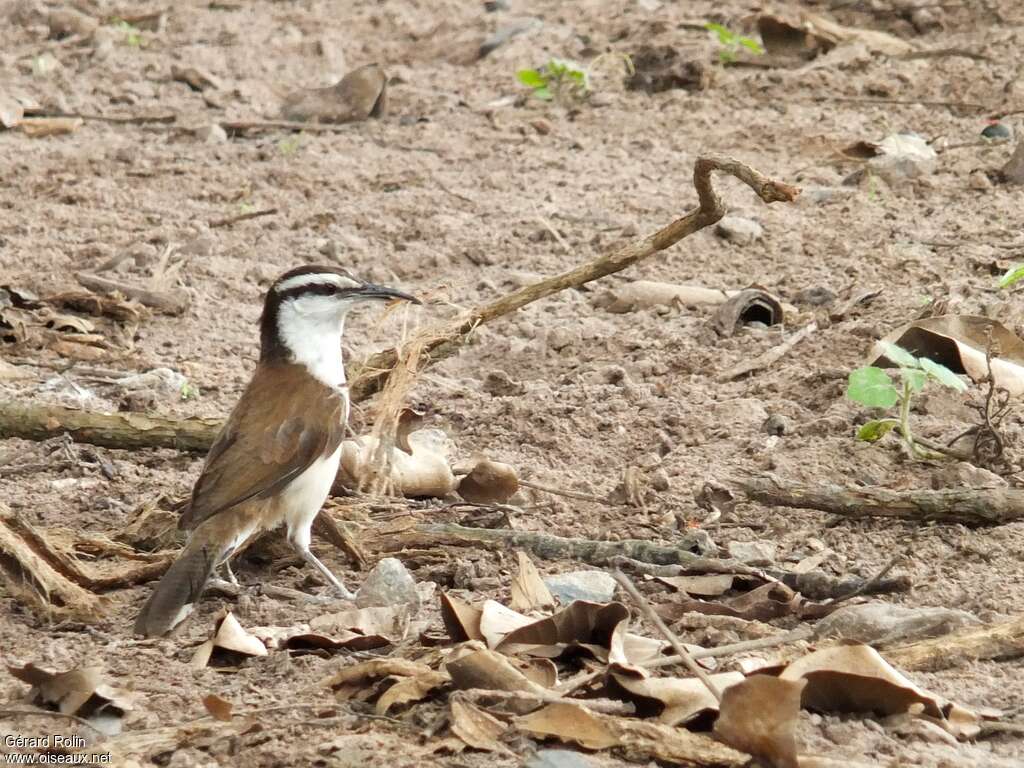 Bicolored Wrenadult, Reproduction-nesting