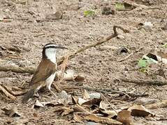 Bicolored Wren