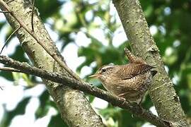 Eurasian Wren