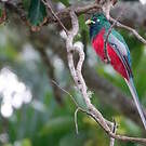 Trogon narina