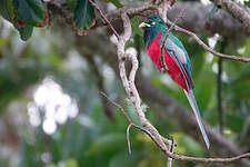 Trogon narina