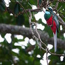 Trogon narina