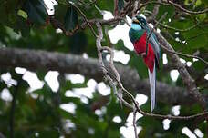 Trogon narina