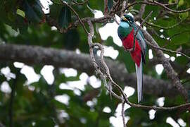 Narina Trogon