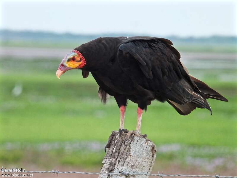 Lesser Yellow-headed Vultureadult, identification