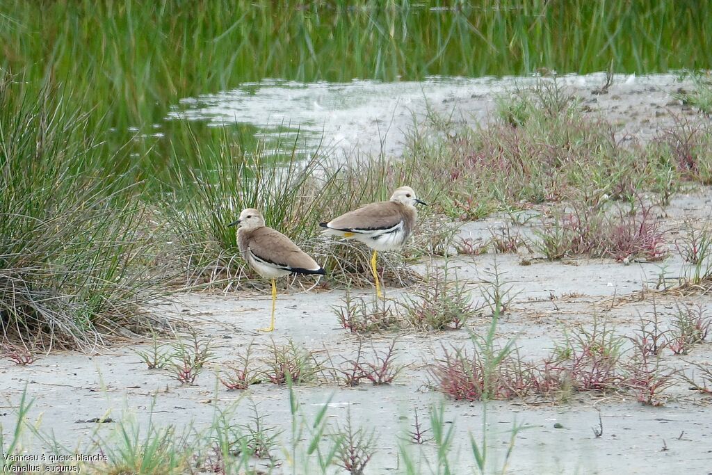 White-tailed Lapwing