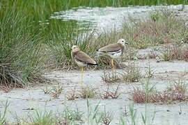 White-tailed Lapwing