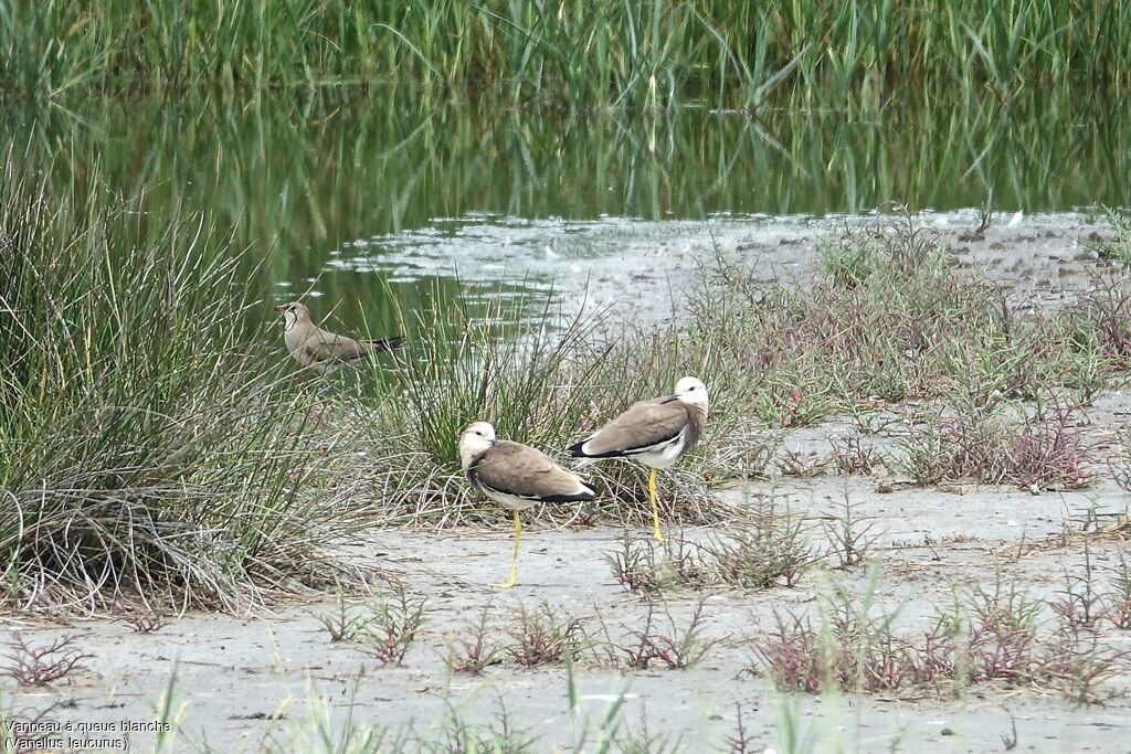 White-tailed Lapwing