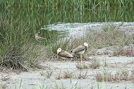 White-tailed Lapwing