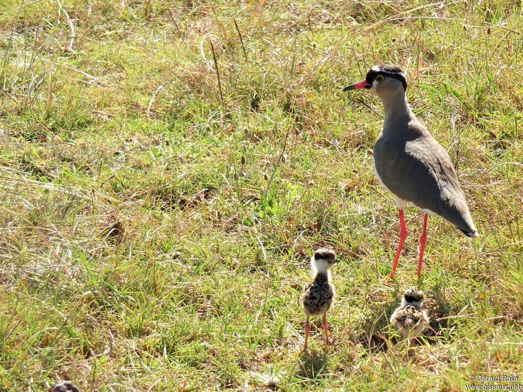 Crowned Lapwing