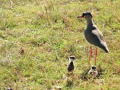 Crowned Lapwing