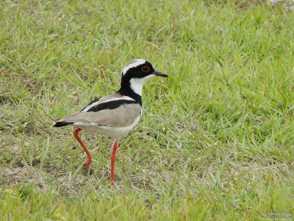 Vanneau de Cayenne