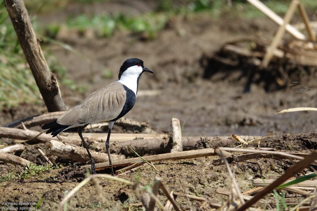 Spur-winged Lapwing