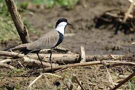 Spur-winged Lapwing