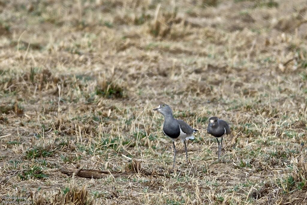 Senegal Lapwing