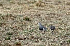 Senegal Lapwing