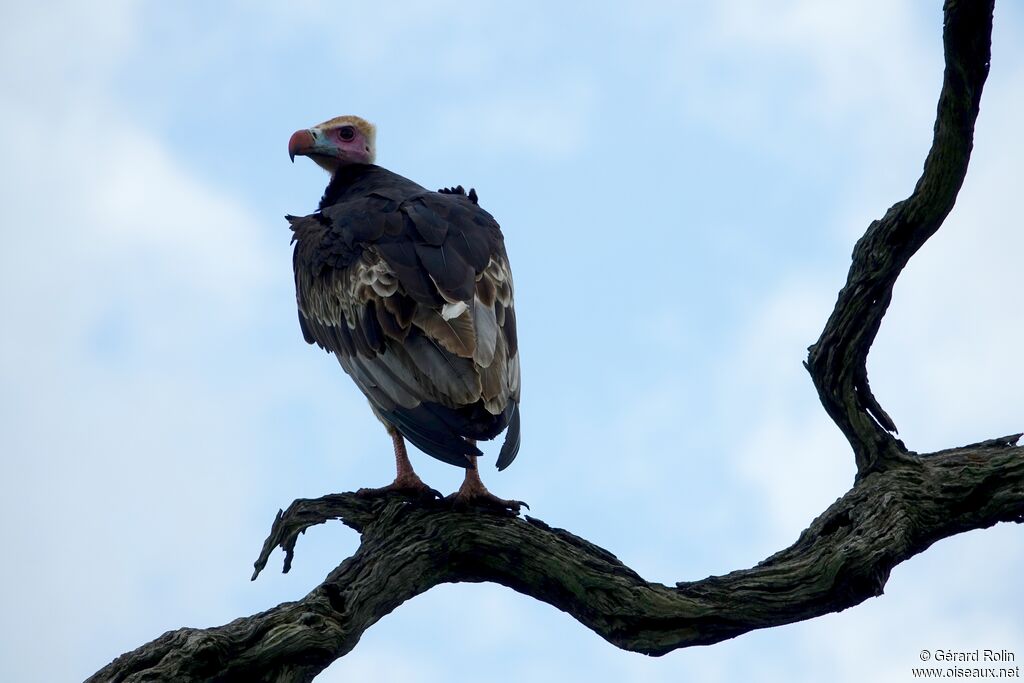 White-headed Vulture