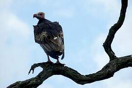 White-headed Vulture