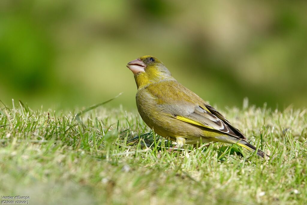 European Greenfinch male adult