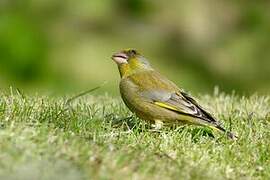 European Greenfinch