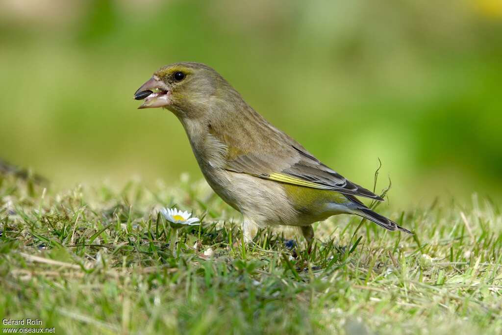 European Greenfinch female adult