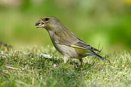 European Greenfinch