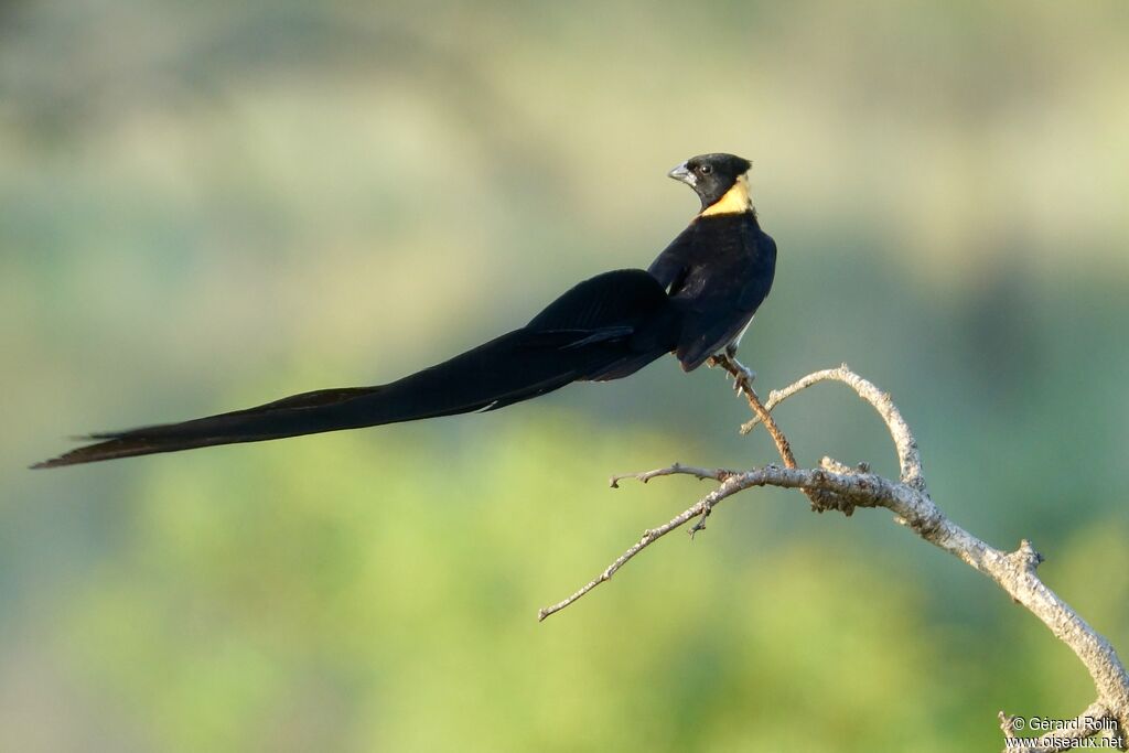 Long-tailed Paradise Whydahadult breeding