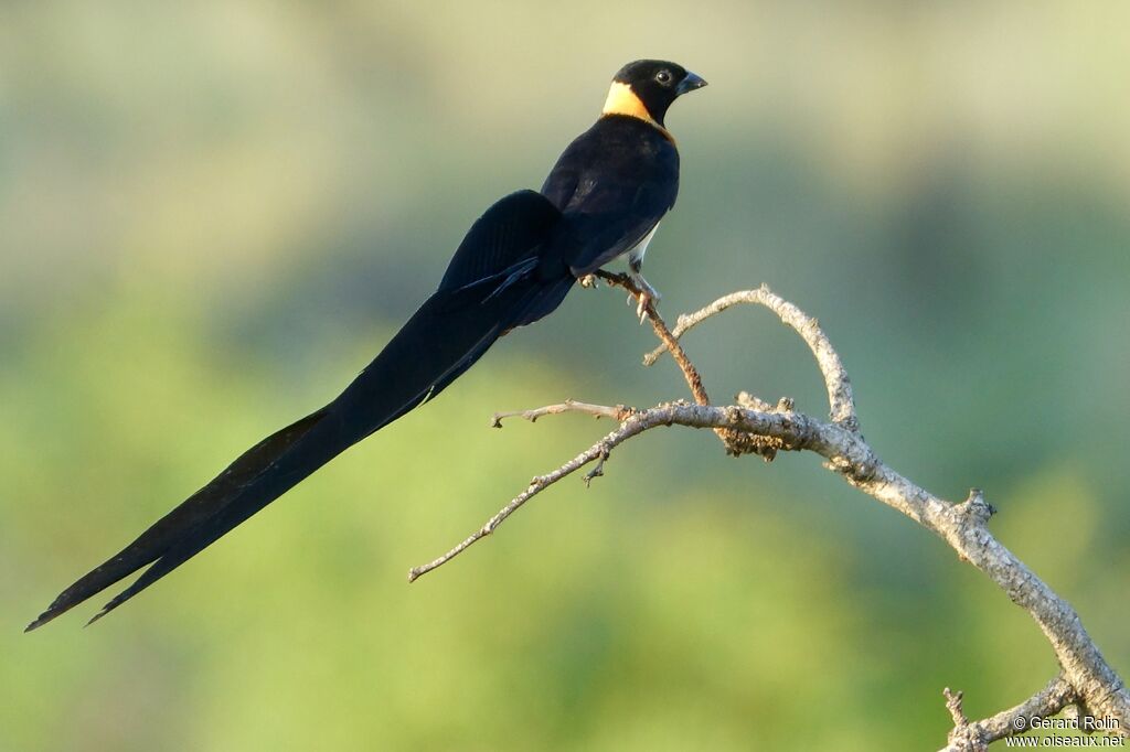 Long-tailed Paradise Whydahadult breeding