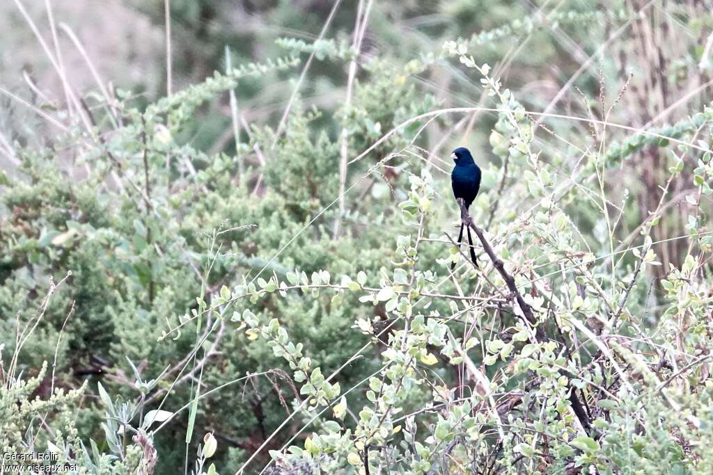 Steel-blue Whydah male adult breeding, habitat, pigmentation