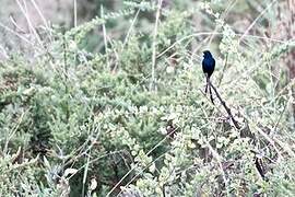 Steel-blue Whydah