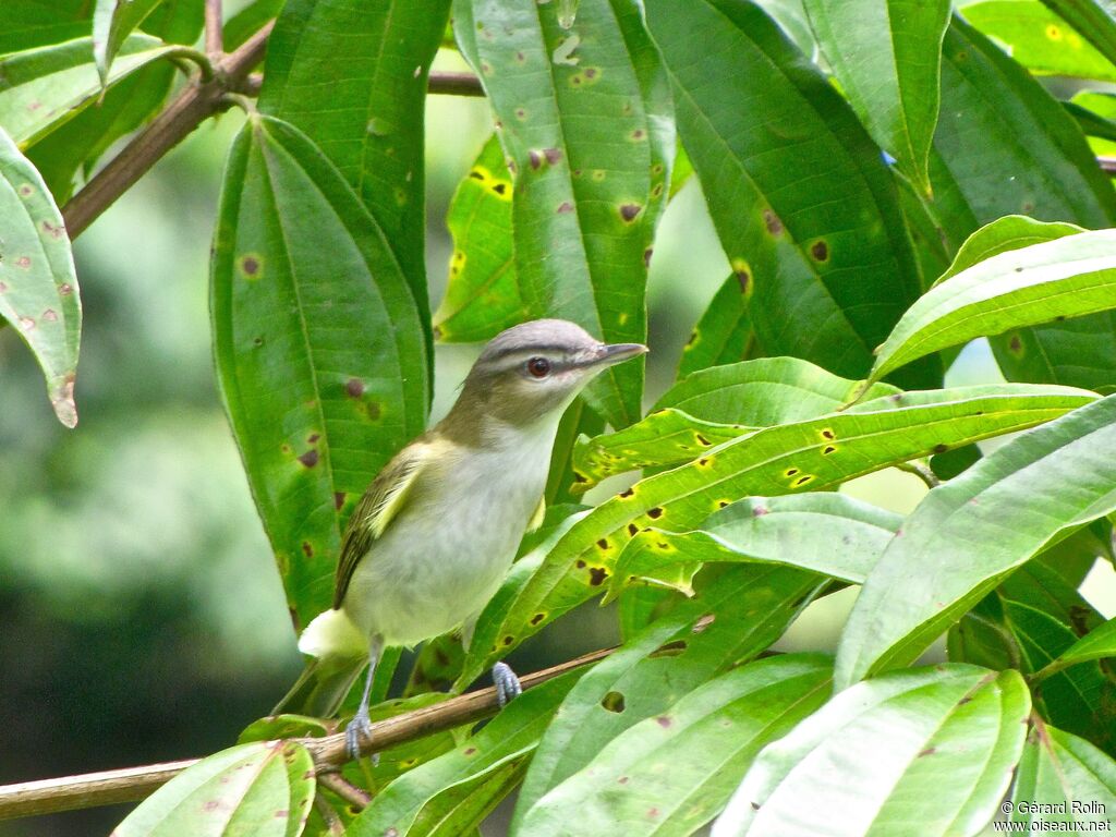 Red-eyed Vireo