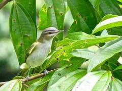 Red-eyed Vireo