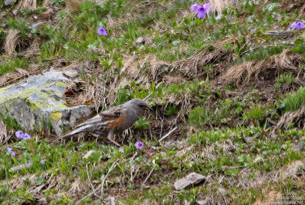 Alpine Accentoradult