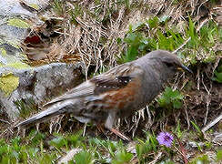 Alpine Accentor