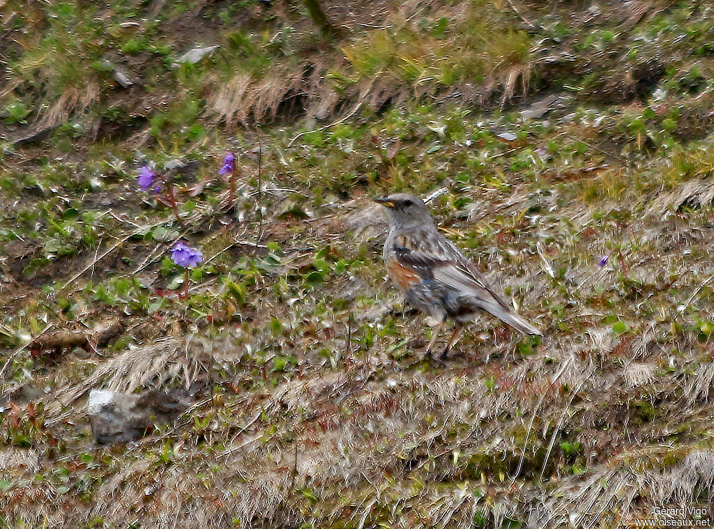 Alpine Accentoradult