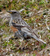 Alpine Accentor