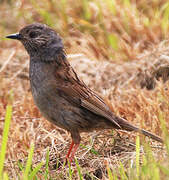 Dunnock