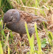 Dunnock