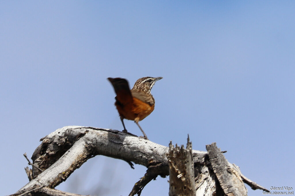Achétopse à flancs roux